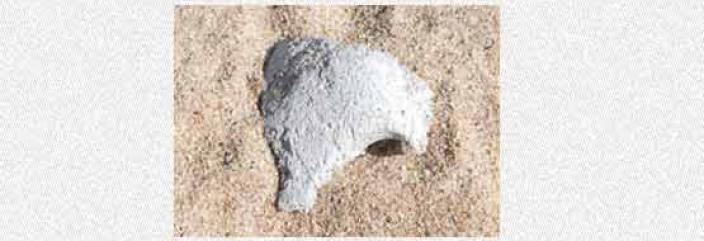 A small bone fragment partially consealed in sand