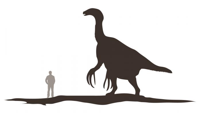 Therizinosaurus cheloniformis is 4 times taller than a human