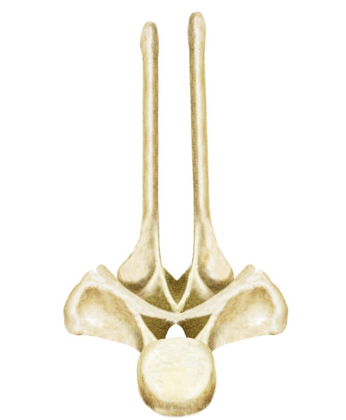 This illustration shows how the spine on each of the neck and back vertebrae of Amargasaurus