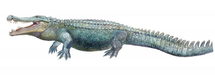 Deinosuchus D. riograndensis, B. rugosus, B. hatcheri, 0. schwimmeri  terrible crocodile Estimated length: 26 - 39 feet