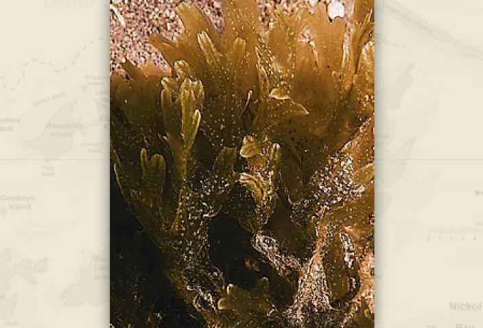 Image of Brown Algae, Dictyopteris woodwardi.