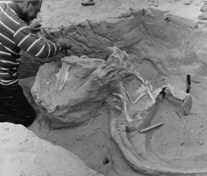 Excavating the fossilised skeletons