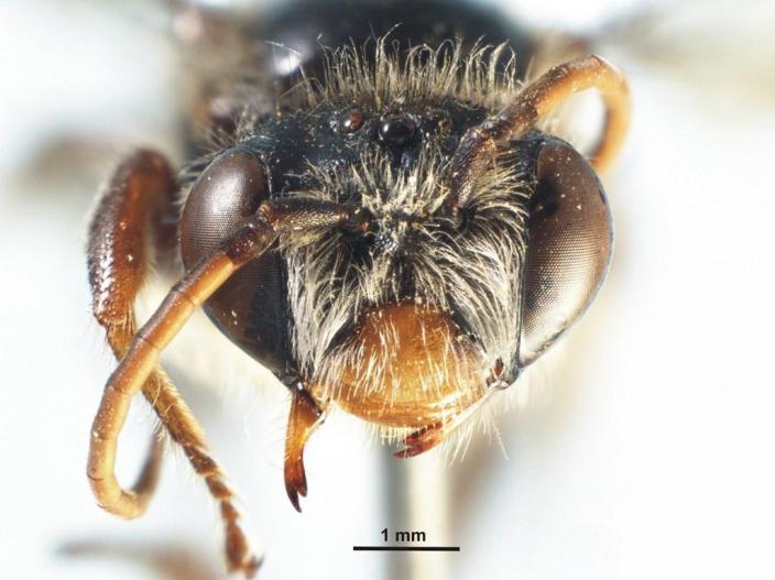 Facial view of a male bee