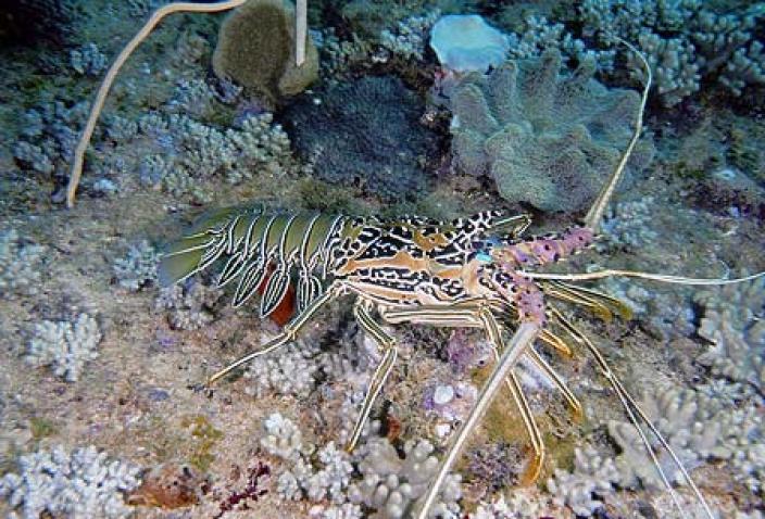 Image of a Painted Rock Lobster (Panulirus versicolor).