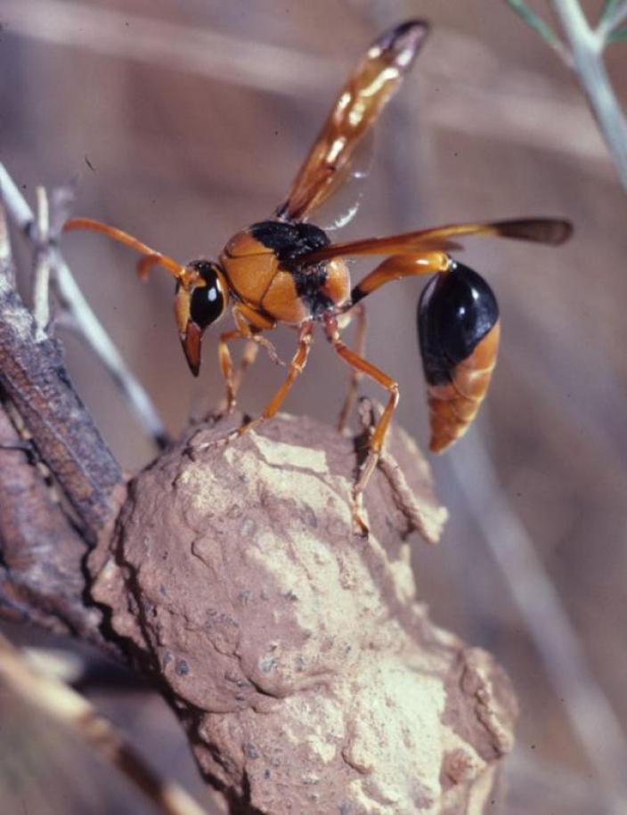 A female Delta on its characteristic vase-like mud cells.