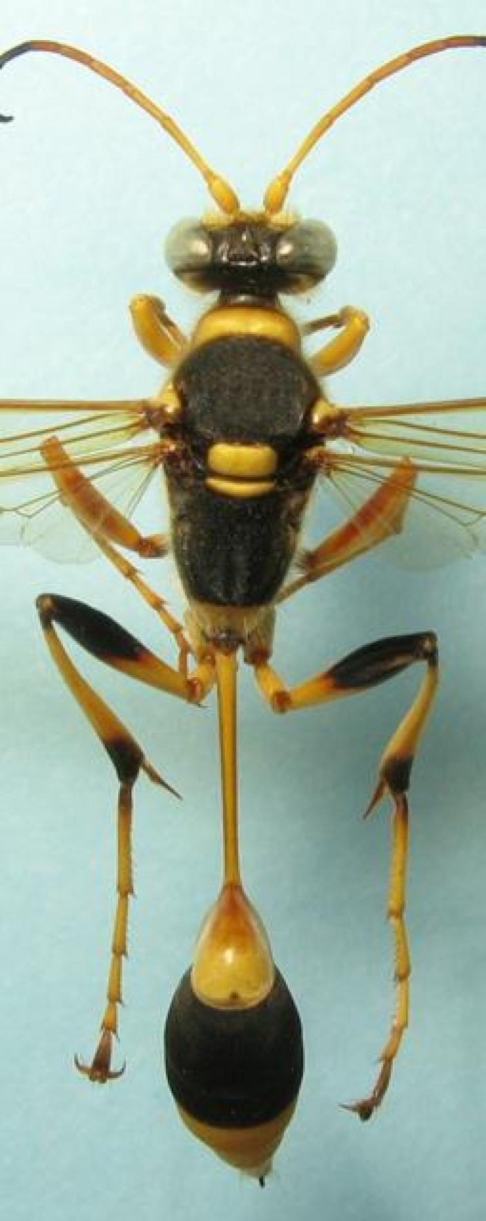 View of a mounted wasp specimen