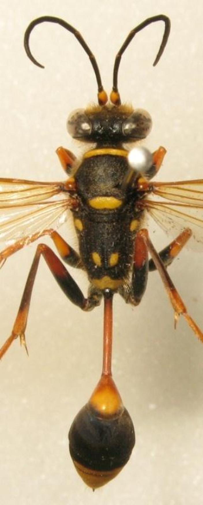 View of a mounted wasp specimen