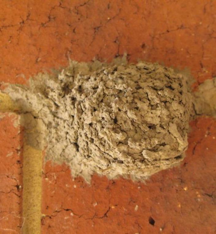 mud wasp nest