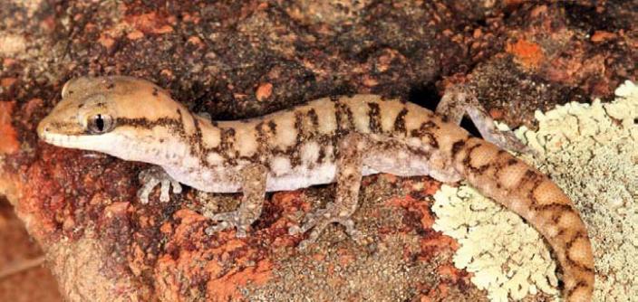 New Gecko standing on a rock