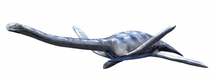 This plesiosaur, called Zarafasaura oceanis, lived in the oceans of Morocco in the Late Cretaceous
