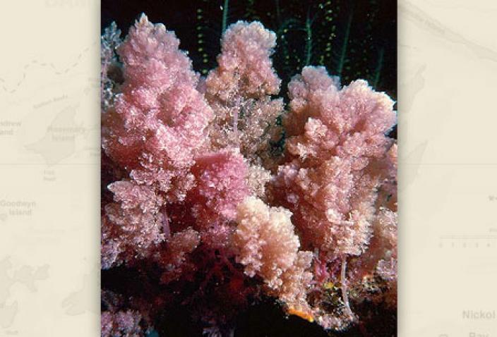 Image of Red Algae, Asparagopsis taxiformis.