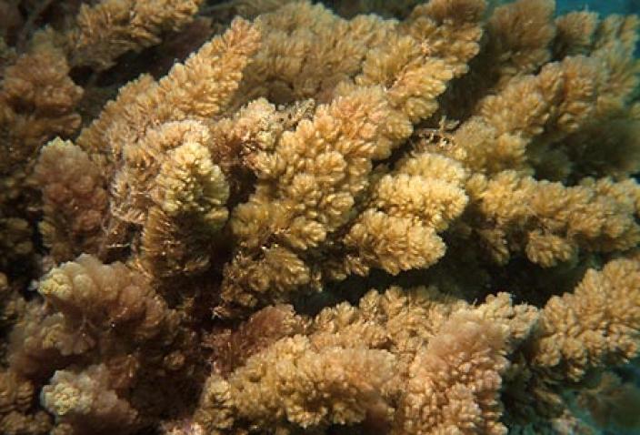 Image of Red Algae, Asparagopsis taxiformis.