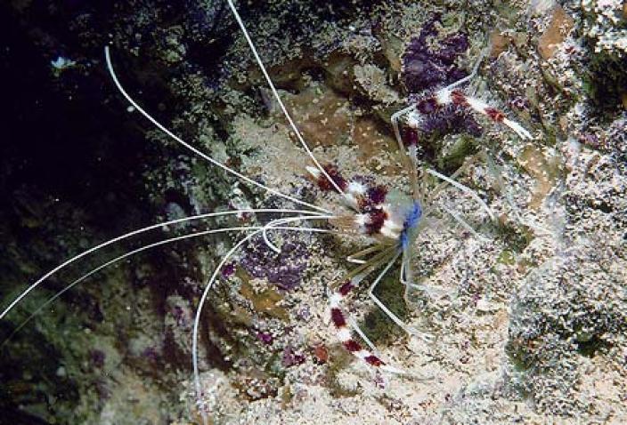 Image of Banded Cleaner Shrimp (Stenopus hispidis).