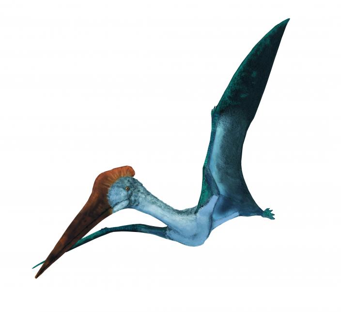 Airborne pterosaur