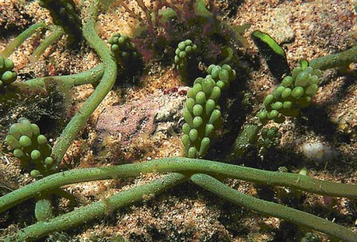 Image of Green Algae, Caulerpa racemosa.