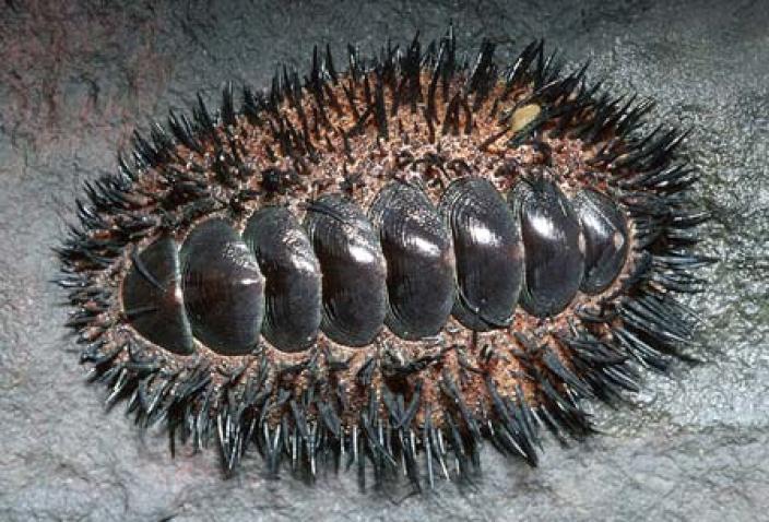 Image of the chiton, Acanthopleura spinosa, clings to a rock along the shoreline