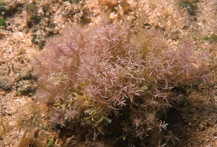 Image of Red Algae, Chondria armata.