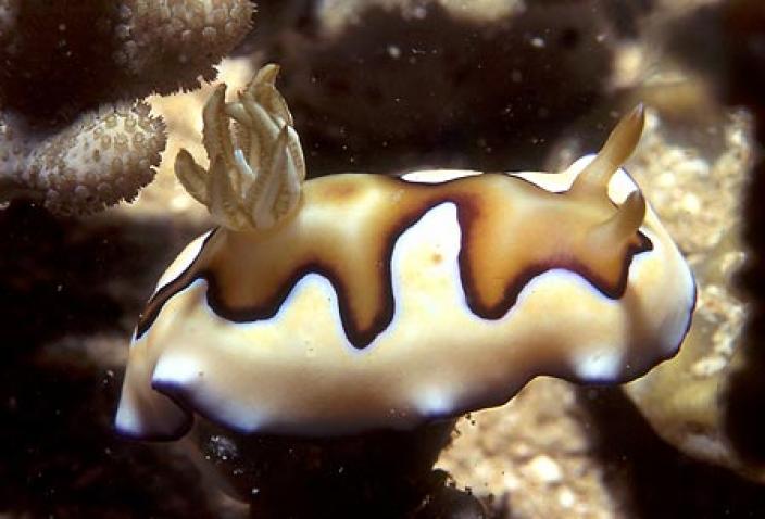 Image of Chromodoris coi.