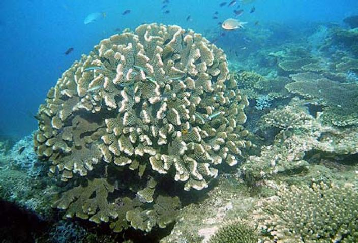 Image of a colony of Brown Coral (Pacillopora).