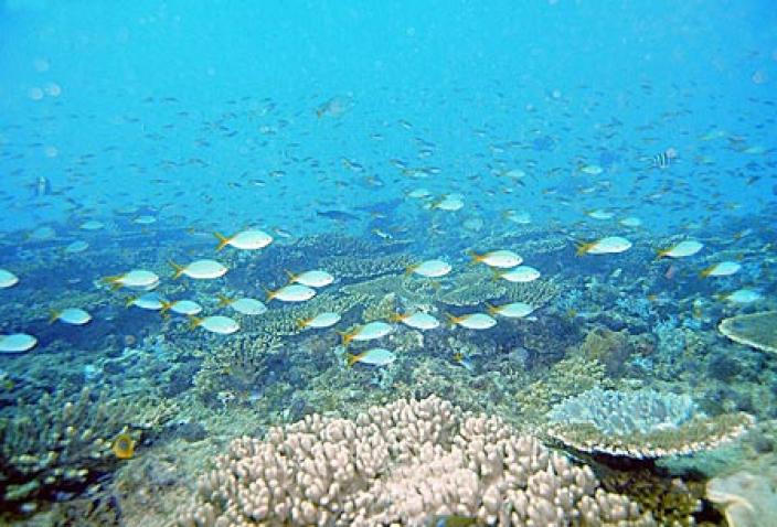 Image of the Coral reef of the Dampier Archipelago.