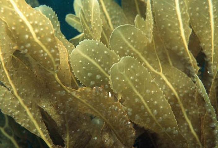 Image of Brown Algae, Dictyopteris serrata. 