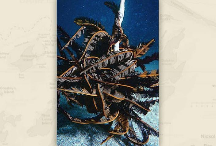 Image of a Feather Star