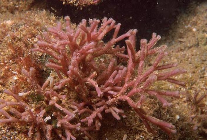 Image of Red Algae, Galaxaura rugosa. 