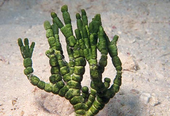 Image of Green Algae, Halimeda cylinracea.