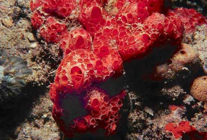 Image of a Demosponge, Hymeniacidon sp.