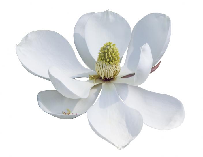 Modern ‘Southern Magnolia’.