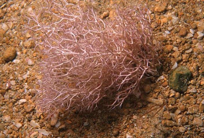 Image of Red Algae, Liagora ceranoides.