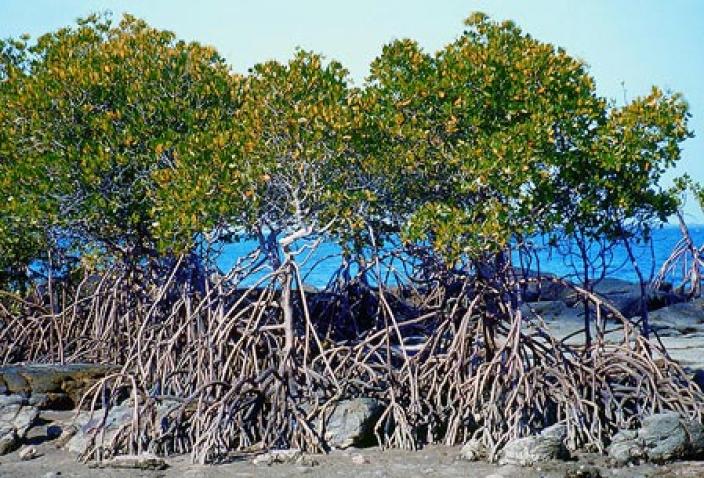 Image of Mangroves of the Dampier Archipelago.