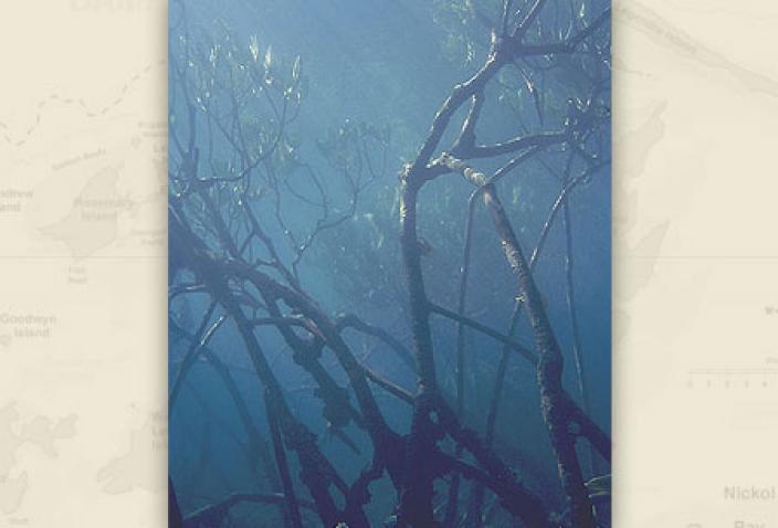 Image of mangrove roots.