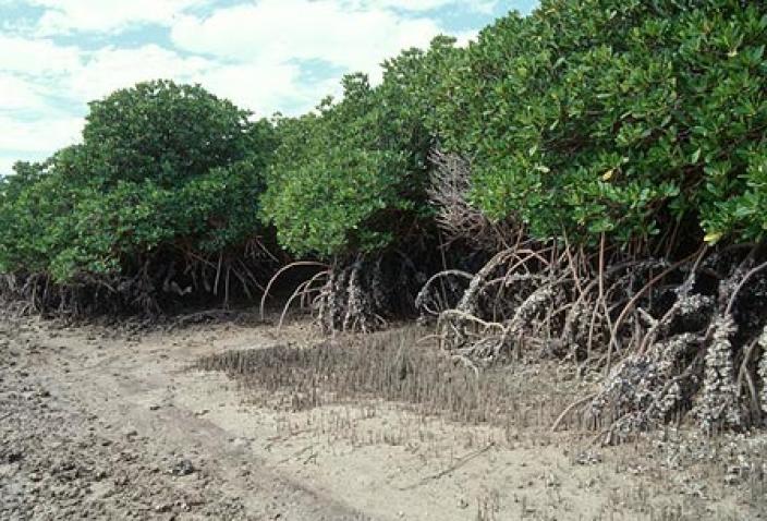 Image of Dampier Archipelago Mangroves