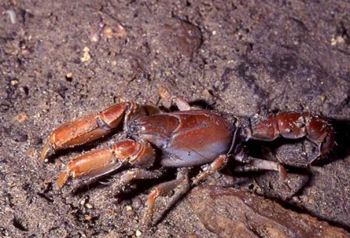 Image of a Mangrove Lobster (Thalassina squamifera).