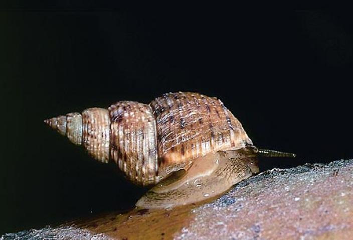 Image of Littoraria pallescens.