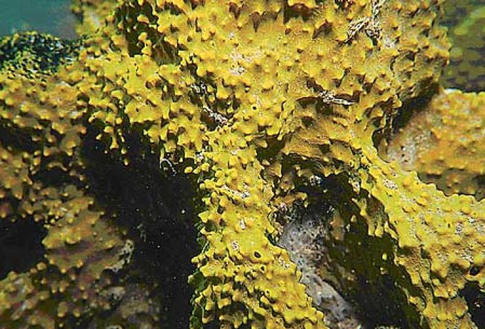 Image of a Demosponge, Pseudoceratina cf. verrucosa.