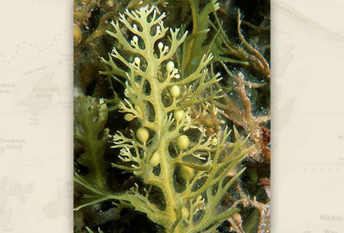 Image of Brown Algae, Saragassum decurrens.