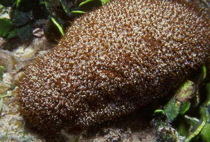 Image of a Sea Cucumber, Actinopyga echnites.