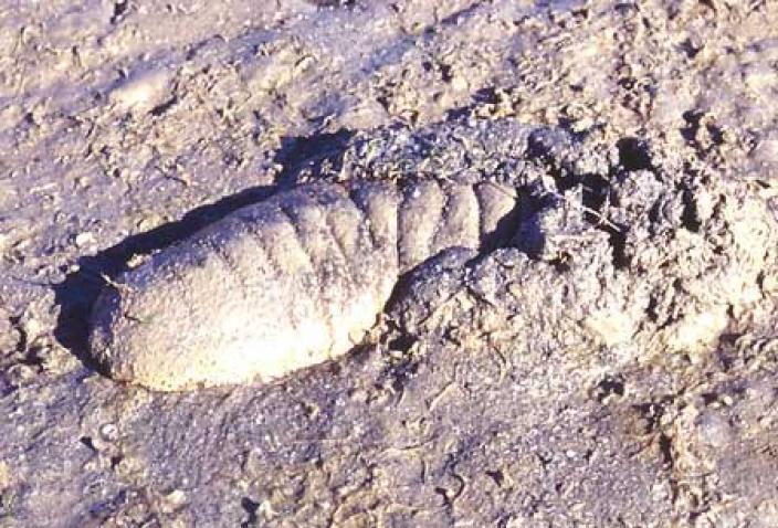 Image of a Sea Cucumber, Holothuria scabra.