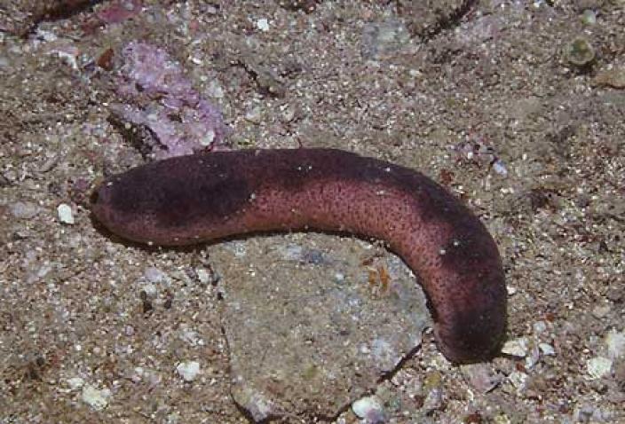 Image of a Sea Cucumber, Holothuria edulis.