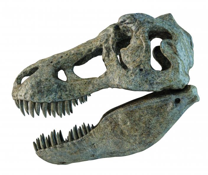 The skull and banana-shaped teeth of the T. rex designed for crushing the bones of its prey.