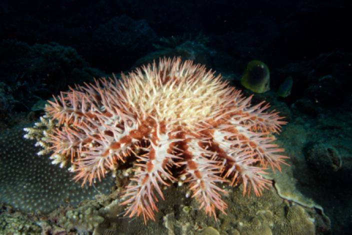 Image of a spiny sea star which belongs to the species Acanthaster planci