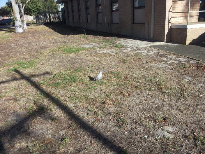 Image of the leucistic magpie on Museum grounds