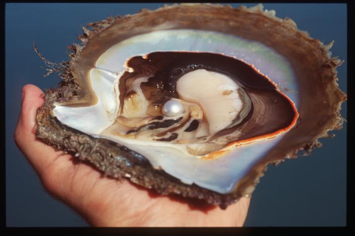 Pinctada maxima pearl oysters.