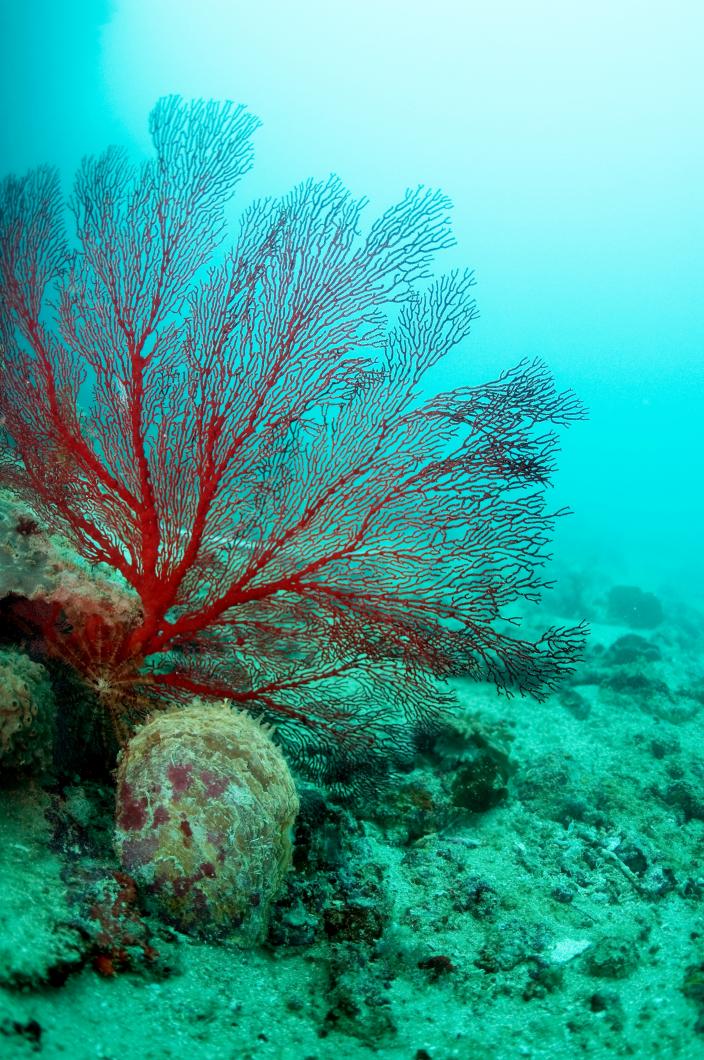 Image of an underwater scene