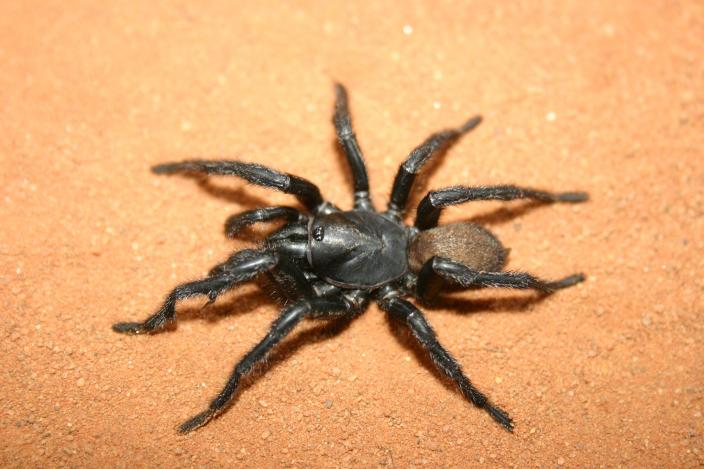 Image of a Black Wish-bone Spider