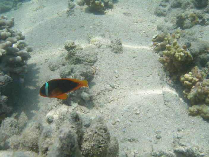 Image of an Australian Anemonefish 