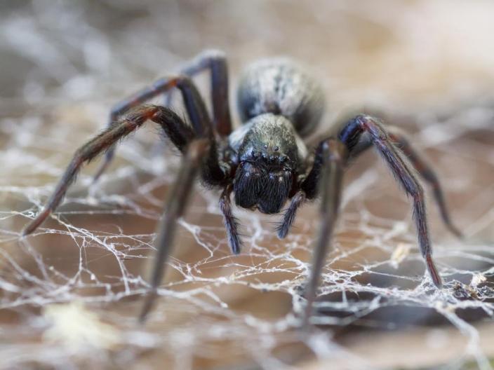 black house spider pictures