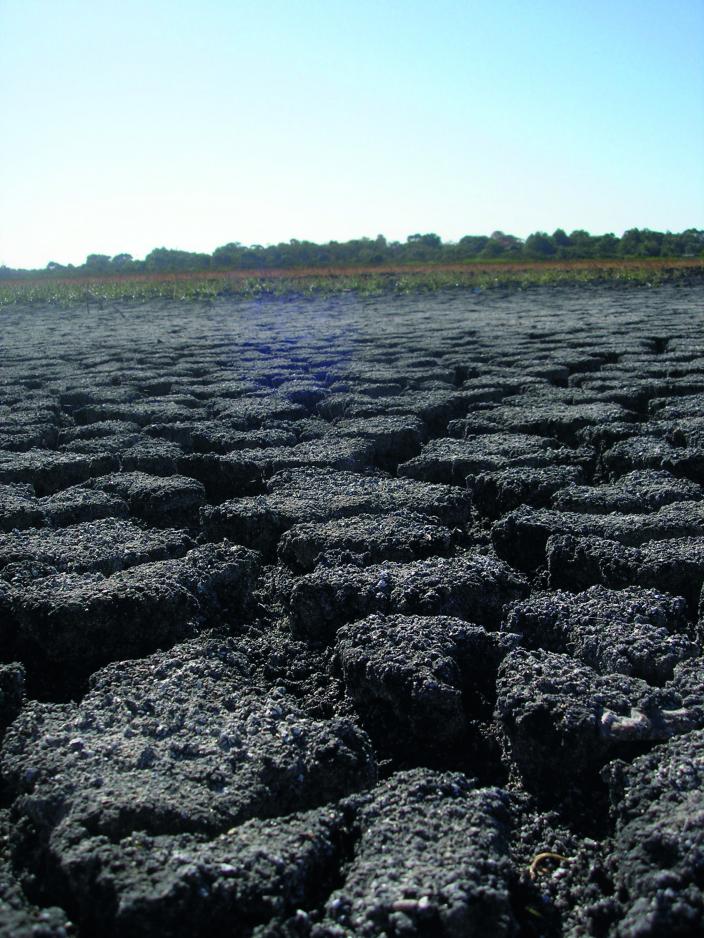 Photograph of soil and wetland